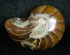Inch Nautilus fossil from Madagascar #3691-1